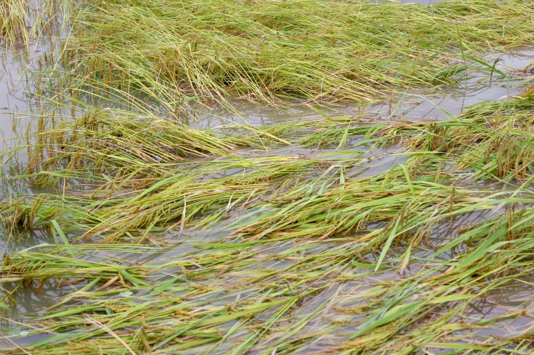 Floods inundated rice fields Damage to farmers