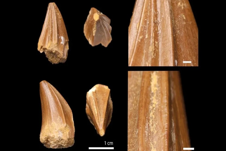 *****داخليه*** The uniquely ridged teeth of the new mosasaur species suggest a specialist feeding method, but the diet remains a mystery. Credit: Dr Nick Longrich.