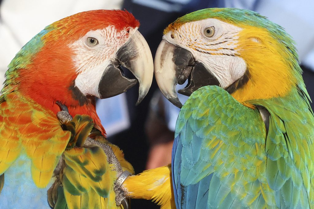 شتائم وألفاظ نابية.. ببغاوات تشكل تحديا للسلطات البريطانية