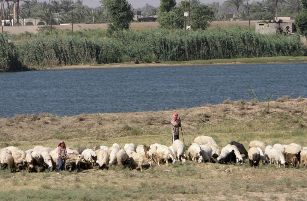 بعد خطوة الصين تجاه العراق.. ما هو مرض “اللسان الأزرق”؟