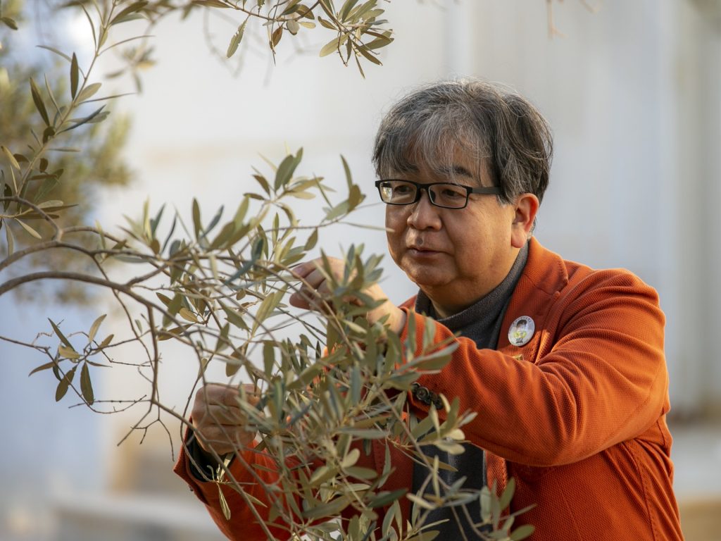 بمشاركة 12 جنسية.. مهرجان سياحي للاحتفاء بالزيتون في صفاقس التونسية