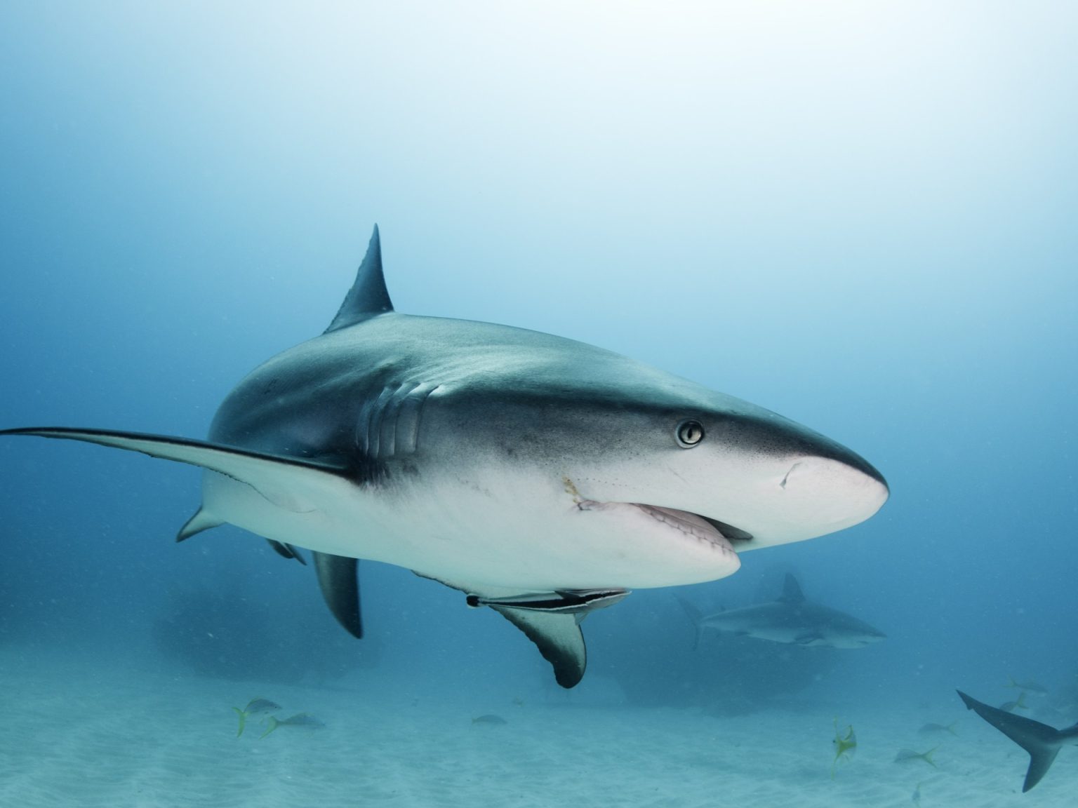 أسماك القرش تواجه الانقراض.. نفوق أعداد غير مسبوقة منها