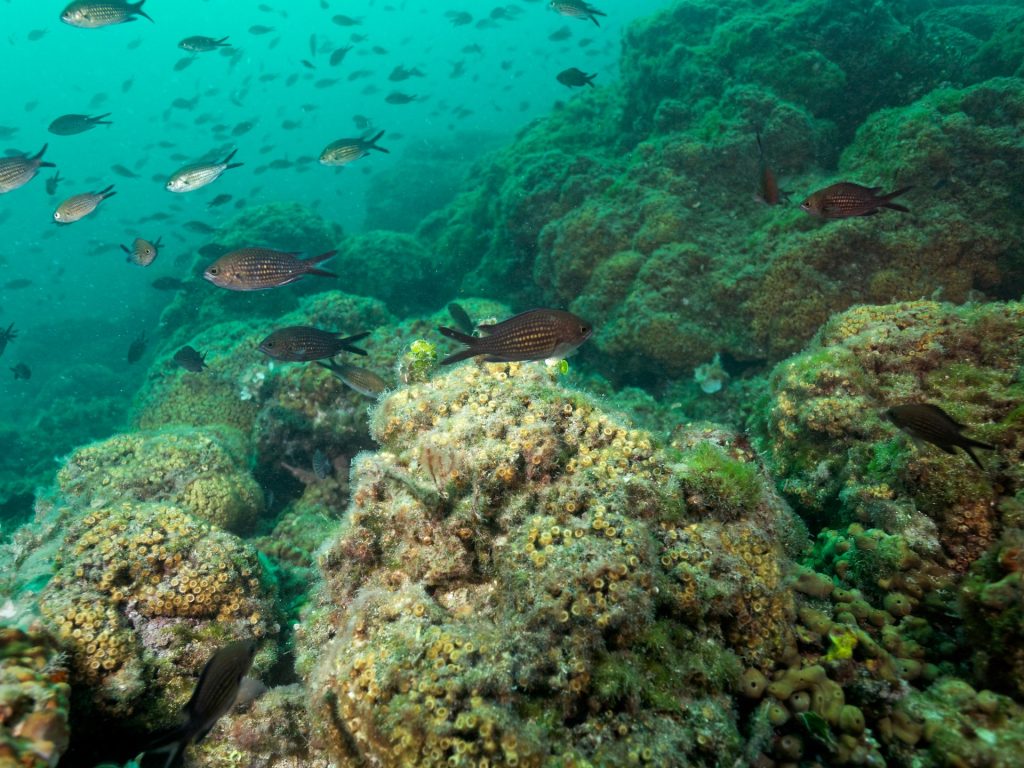 رصد تأثير الملوثات الصناعية في الشعاب المرجانية بالبحر المتوسط