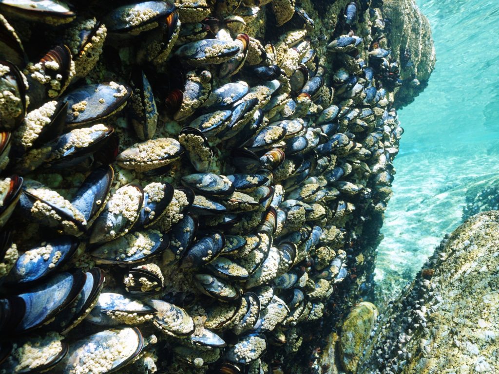 “بلح البحر” يلهم باحثين بتطوير أقمشة مضادة للميكروبات