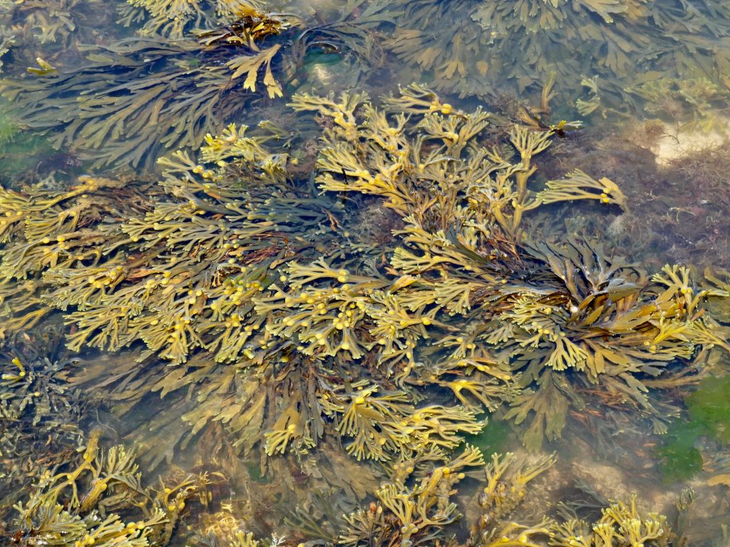 الأعشاب البحرية.. خلاص البشر من مجاعة محققة بعد حرب نووية