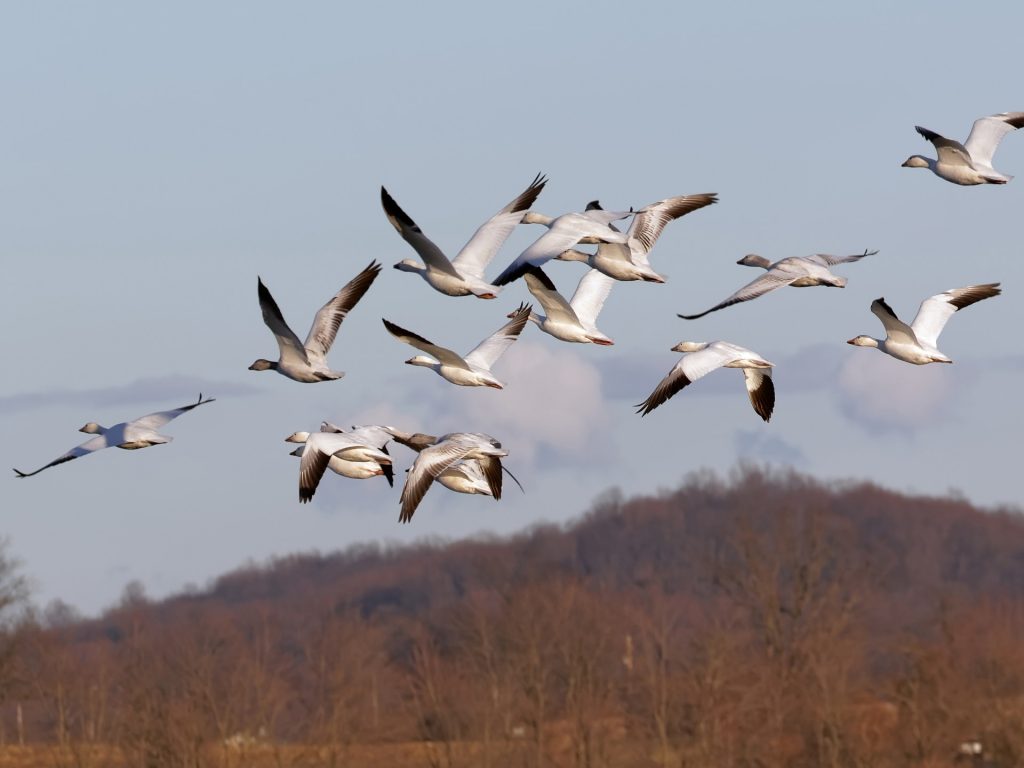 مخاطر تهدد 44% من الحيوانات البرية المهاجرة.. في أول تقرير أممي عنها