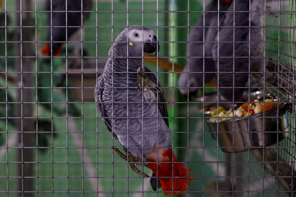 بعد “تفشٍ مميت” في أوروبا.. ما هي حمى الببغاء؟