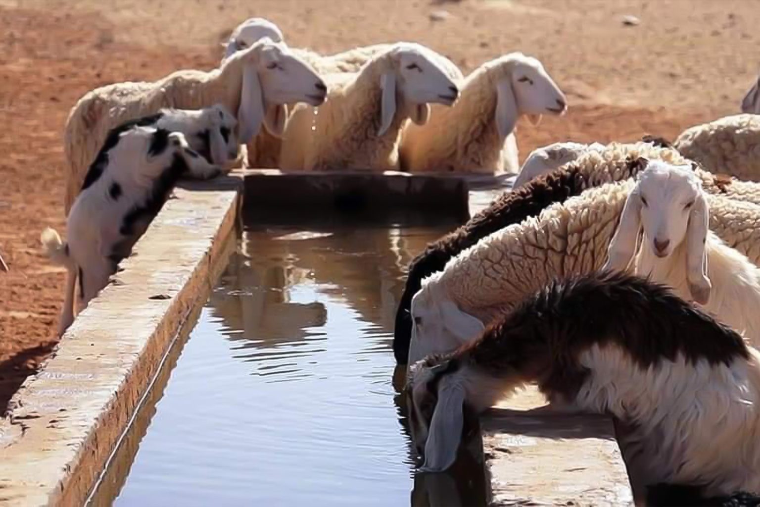 ارتفاع أسعار المواشي يثير المخاوف في الجزائر قبيل عيد الأضحى