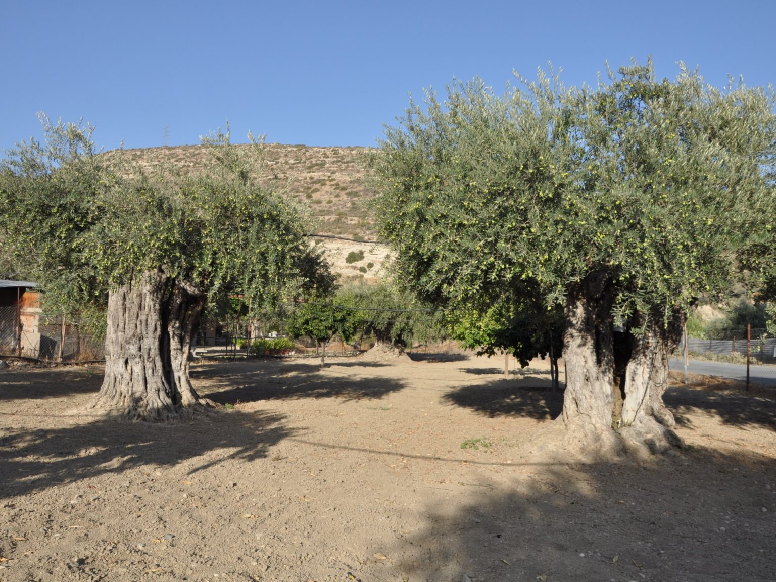 شجرة زيتون المهراس المعمر.. سفير جديد للأردن بانتظار الانضمام لقائمة التراث الثقافي العالمي