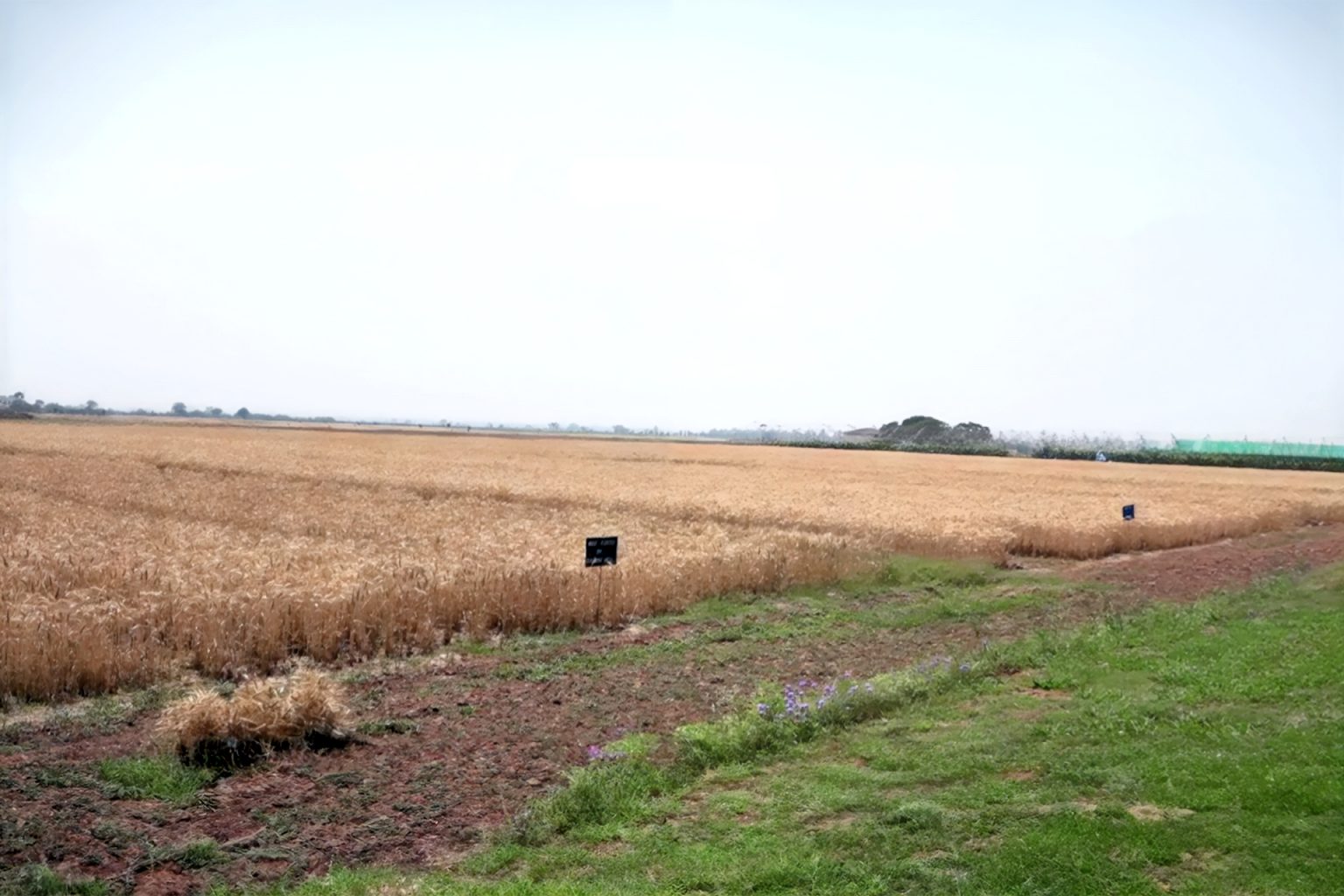 أزمة القمح تشعل المواجهة بين المزارعين و حكومة باكستان