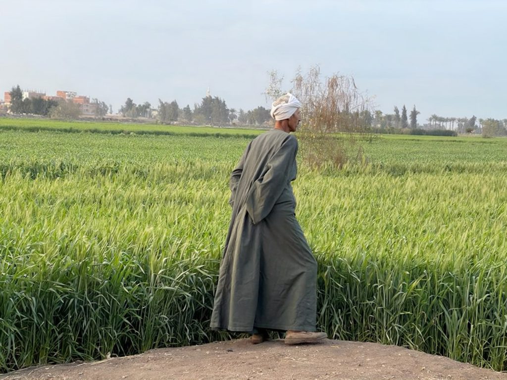 مشروعات بحجم 4 محافظات.. قطار زيادة الرقعة الزراعية في مصر إلى أين؟