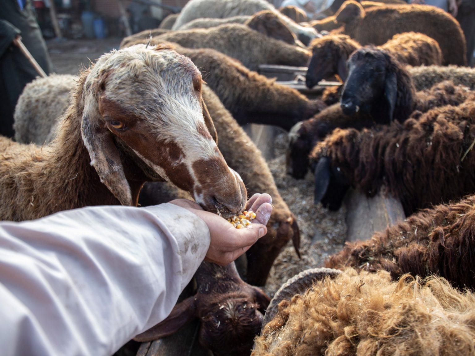 في زمن الغلاء.. المصريون يلجؤون للمؤسسات الخيرة لتقديم الأضاحي خارج البلاد