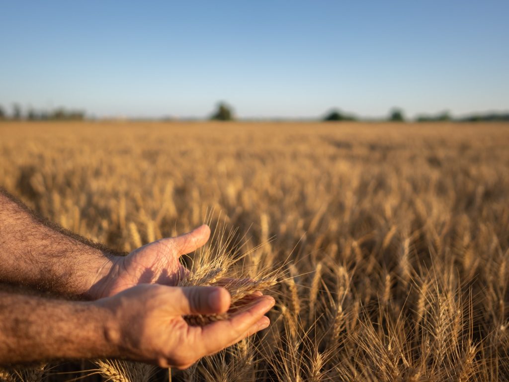 تداعيات حظر تركيا استيراد القمح.. الرابحون والخاسرون