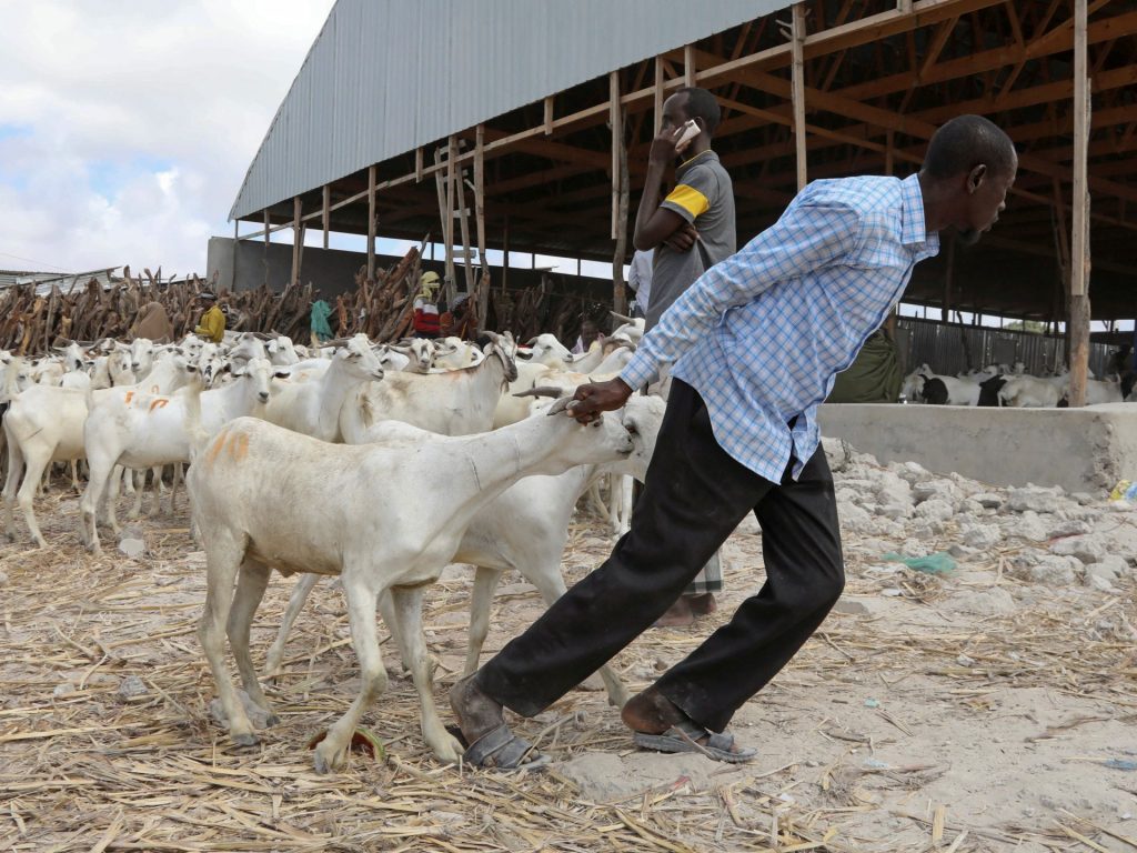 وفرة الماشية في الصومال لا تحد من سعر الأضحية