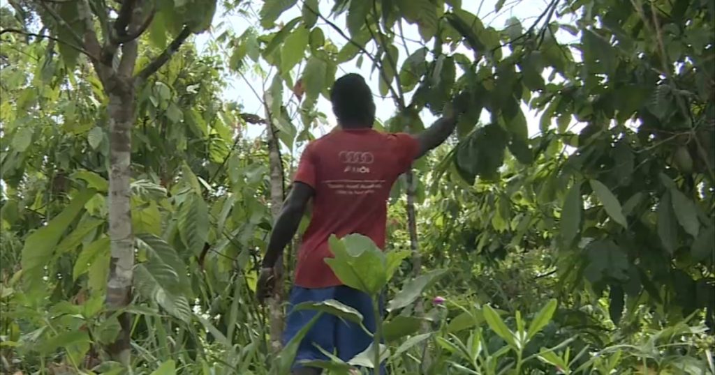 اقتصاد ساحل العاج يتأثر بانخفاض إنتاج الكاكاو