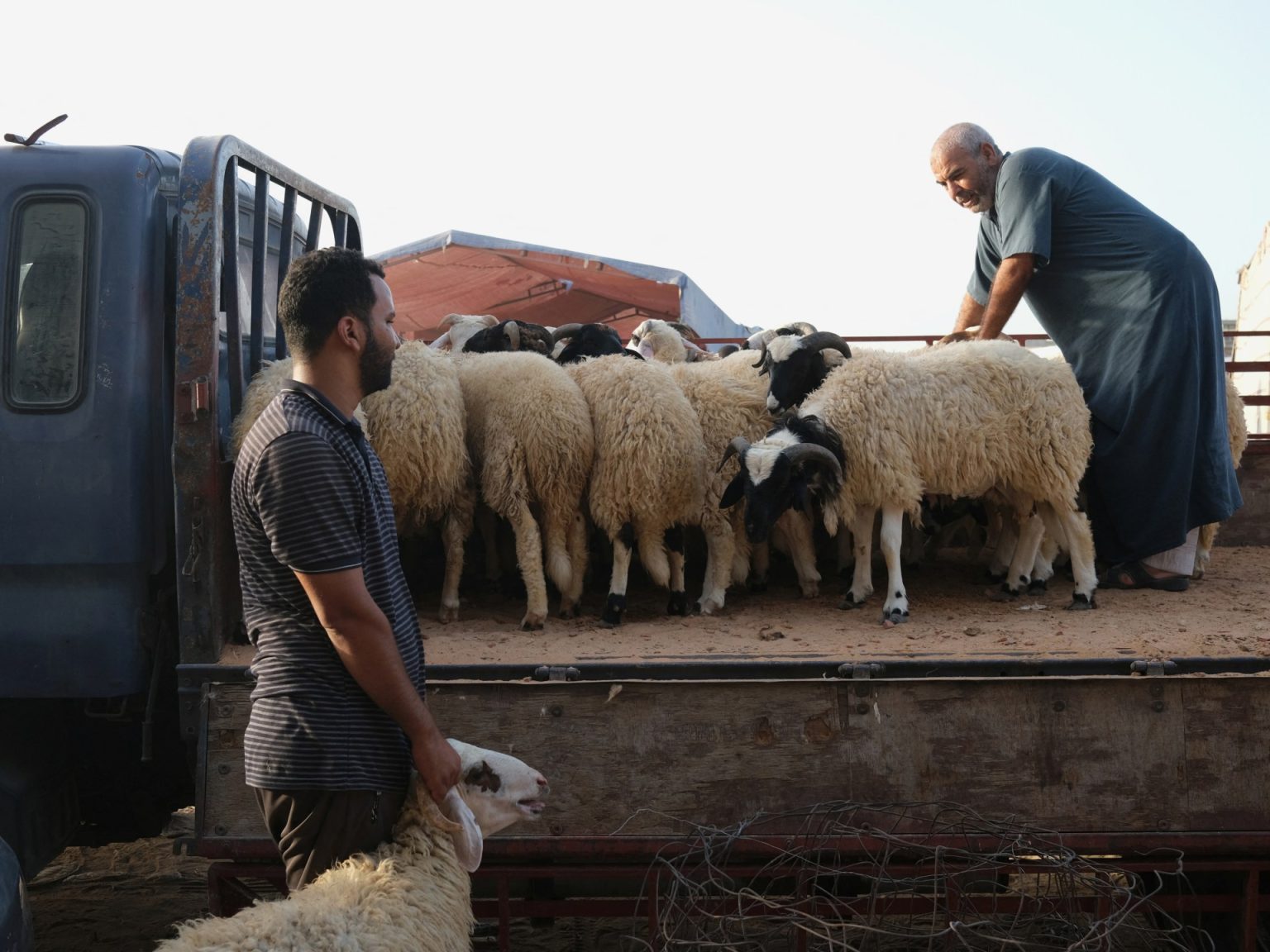 أزمة أضاحي شرق ليبيا مع اقتراب عيد الأضحى