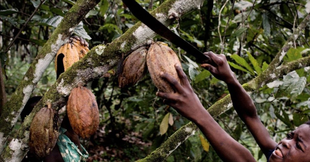 هل يتأثر محبو الشوكولاتة قريبا بارتفاع أسعار الكاكاو؟