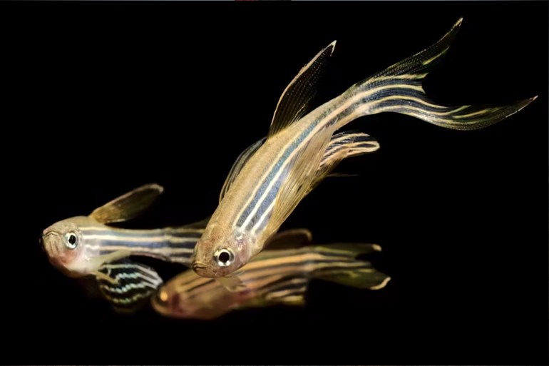 The melanocytes in zebrafish stripes share many similarities to those in people. Dan Olsen/iStock via Getty Images Plus