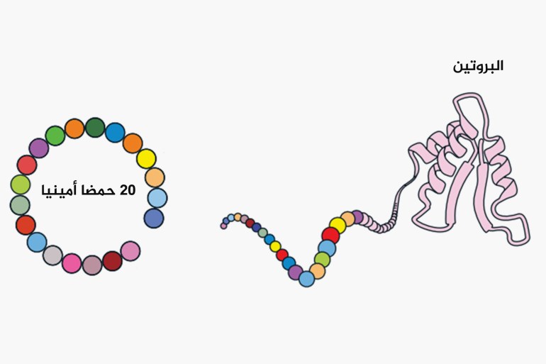 البروتينات تتكون من وحدات أصغر تسمى الأحماض الأمينية، تحديدا 20 حمض أميني فقط"جائزة نوبل كيمياء 2024 الصورة من .nobelprize.org