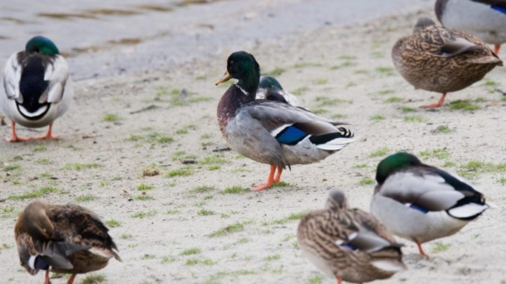 رصد إصابة بشرية نادرة بإنفلونزا الطيور في بريطانيا