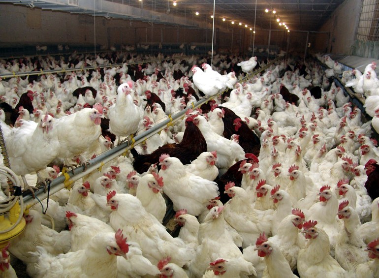 Chickens are seen at a poultry farm in Arbil, about 350 km (220 miles) north of [Baghdad] February 1, 2006. [Officials in northern Iraq said on Tuesday they were treating 12 patients suspected of having bird flu as a World Health Organization (WHO) team prepared to travel to the area to give urgent assistance.]