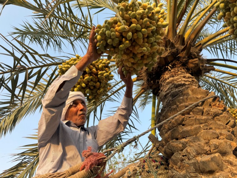 A farmer who works at the farmer of Ali Ghulam, picks dates in al-Faw in Basra, Iraq July 28, 2024. Ghulam spent years working to restore his date palm farms, decades after agricultural activity in the area was destroyed by the war between Iraq and Iran, fought between 1980 and 1988. REUTERS/Mohammed Aty