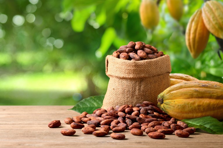 Dried yellow cocoa beans with fresh pods on wooden table with cocoa plant background.