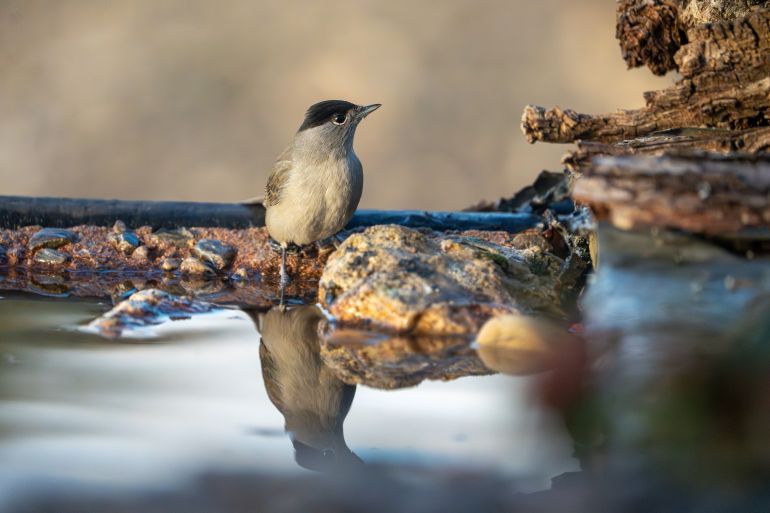 Blackcap (Sylvia atricapilla) photographed in Spain; Shutterstock ID 2617780209; purchase_order: بب; job: ; client: ; other: