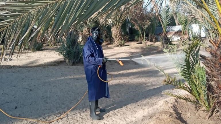 الجراد في الكويت