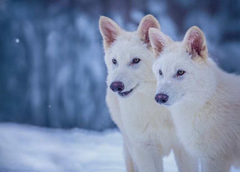 This undated photo provided by Colossal Biosciences shows Romulus and Remus, both 3-months old and genetically engineered with similarities to the extinct dire wolf. (Colossal Biosciences via AP)
