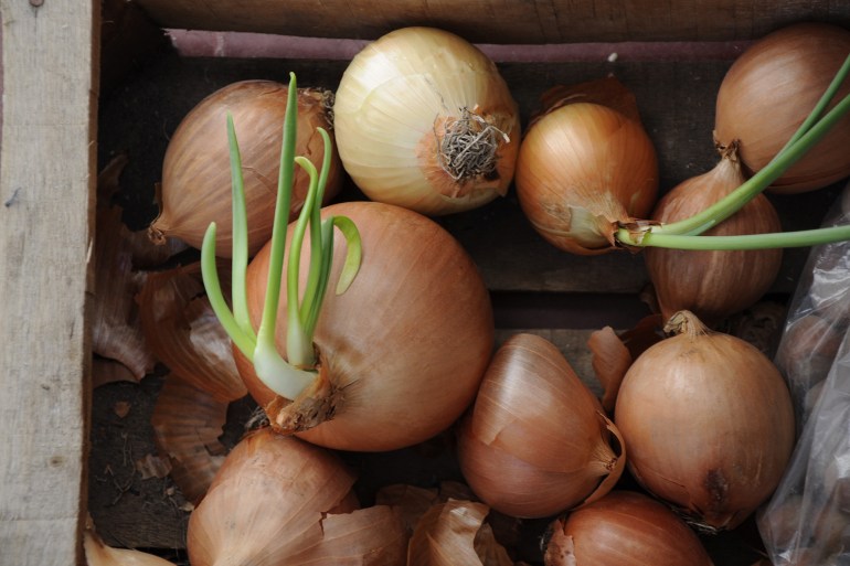 Sprouted onions in a drawer. Organic cooking; Shutterstock ID 2362954551; purchase_order: aj; job: ; client: ; other: