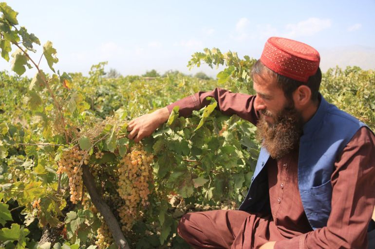 المزارع الأفغاني حاجي رحيم الله يتفقد بعناية حقول العنب في منطقته، معبرًا عن رضاه بجودة المحصول هذا الموسم رغم التحديات الزراعية المصدر: وكالة شينخوا الصينية
