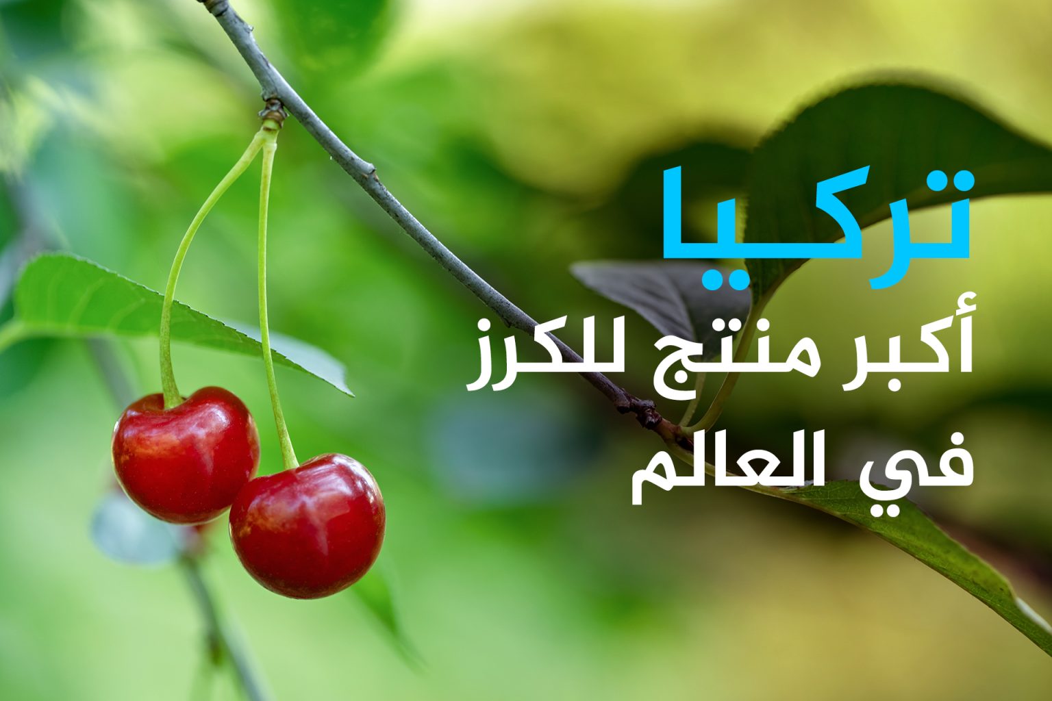 أكبر 10 بلدان مُصدرة ومستوردة لفاكهة الكرز بالعالم بينها دولة عربية