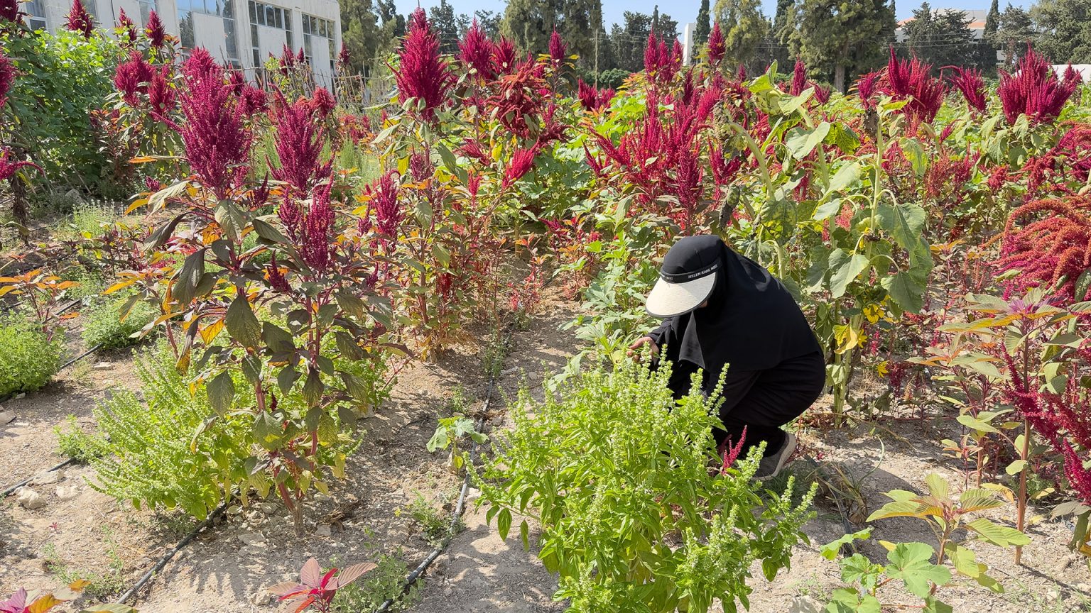 لبنان أخضر رغم التحديات.. حكايات نساء حوّلن الحرب إلى فسحة أمل