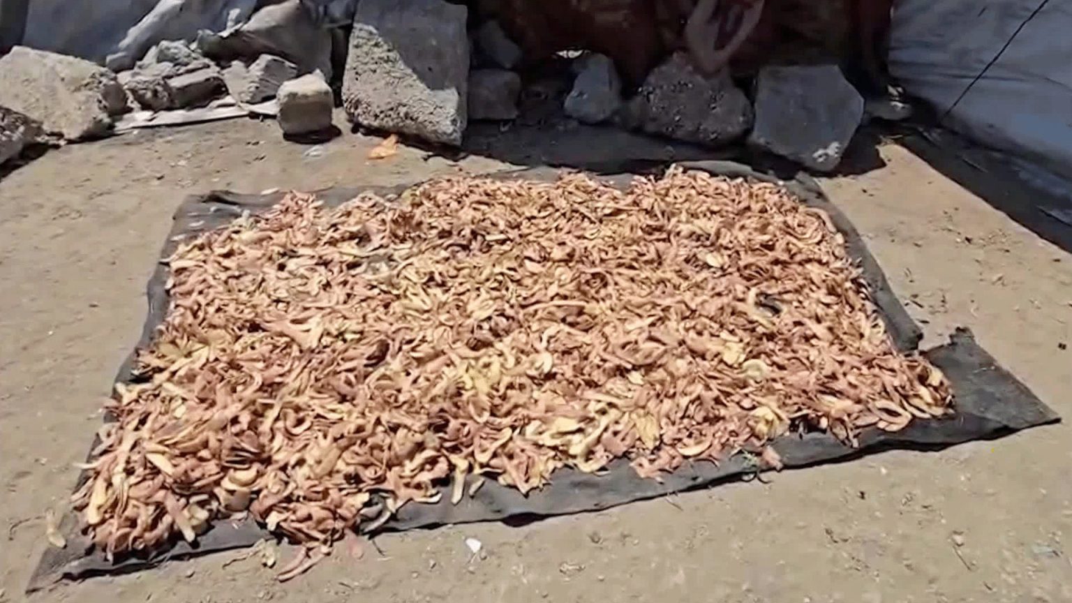 نازحو غزة يبحثون عن بقايا الطعام بعد بلوغ الجوع ذروته