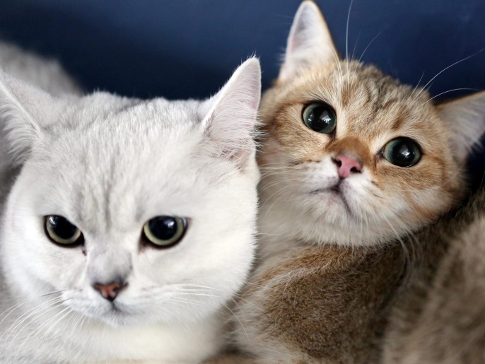 Two British Shorthair cats on show at a cat exhibition in Bishkek, Kyrgyzstan, 30 October 2016. Cats owners from Kyrgyzstan and Kazakhstan gathered in Bishkek to show off their pets at the event.