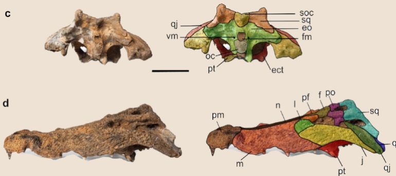 لاحظ العلماء خصائص فريدة لم تسجل في أي من أنواع التماسيح الأفريقية المعروفة (الفريق البحثي)
