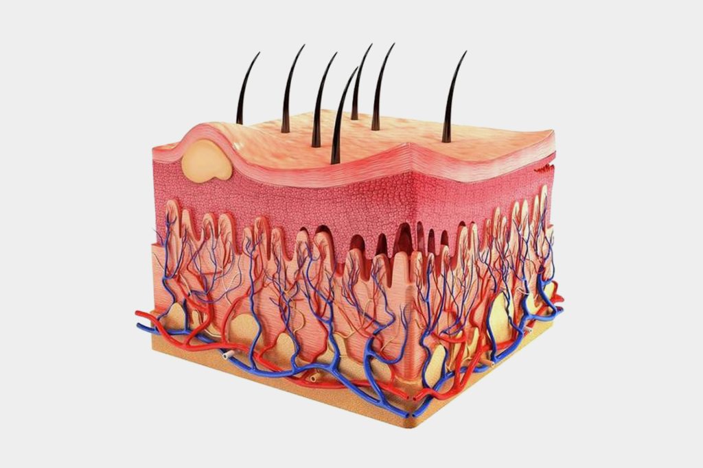 جلد في حقنة.. خطوة نحو طريقة جديدة لعلاج الحروق