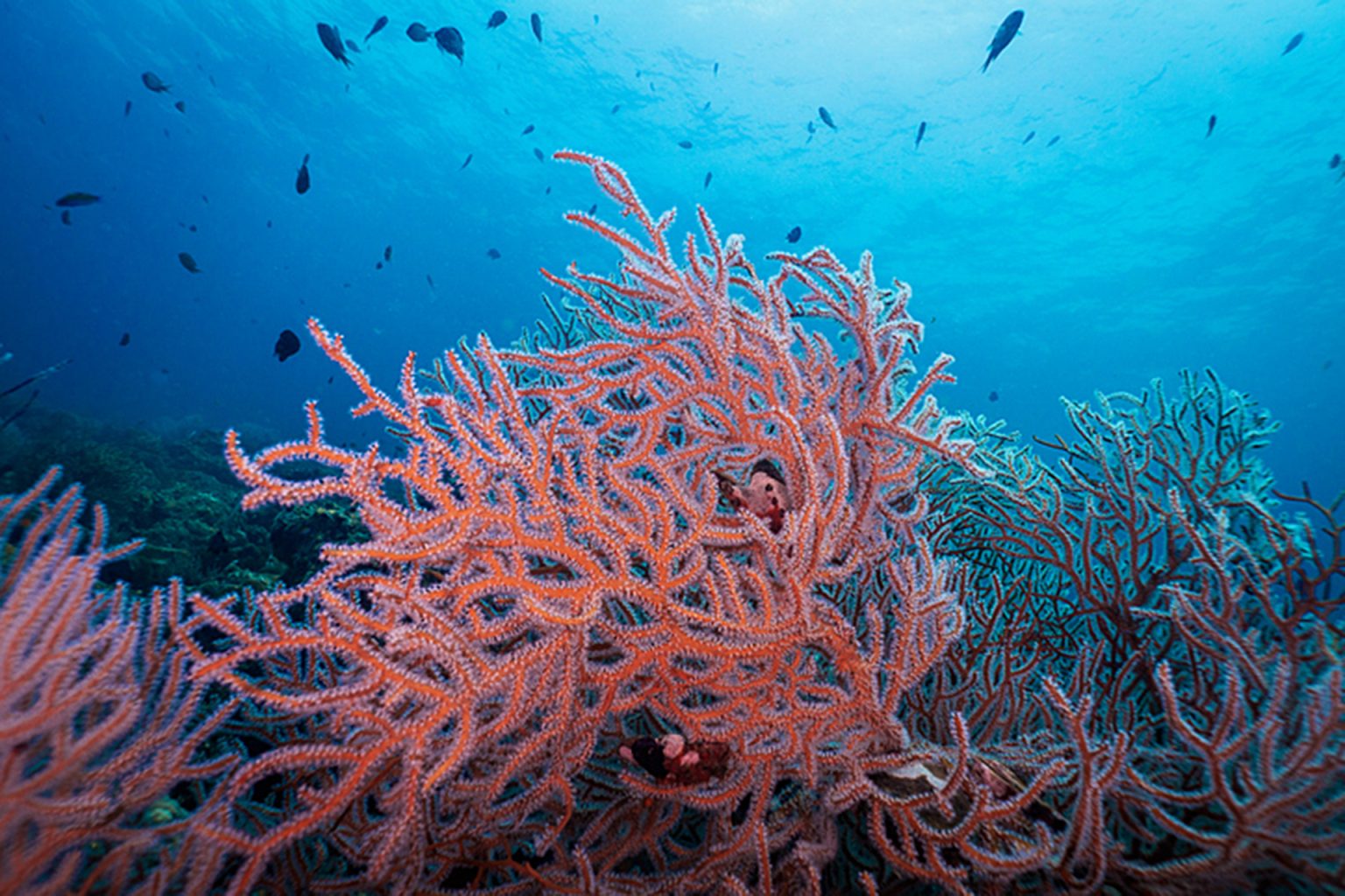 الشعاب الأحفورية.. الجزائر تكسر الاحتكار الأوروبي باكتشاف مدهش