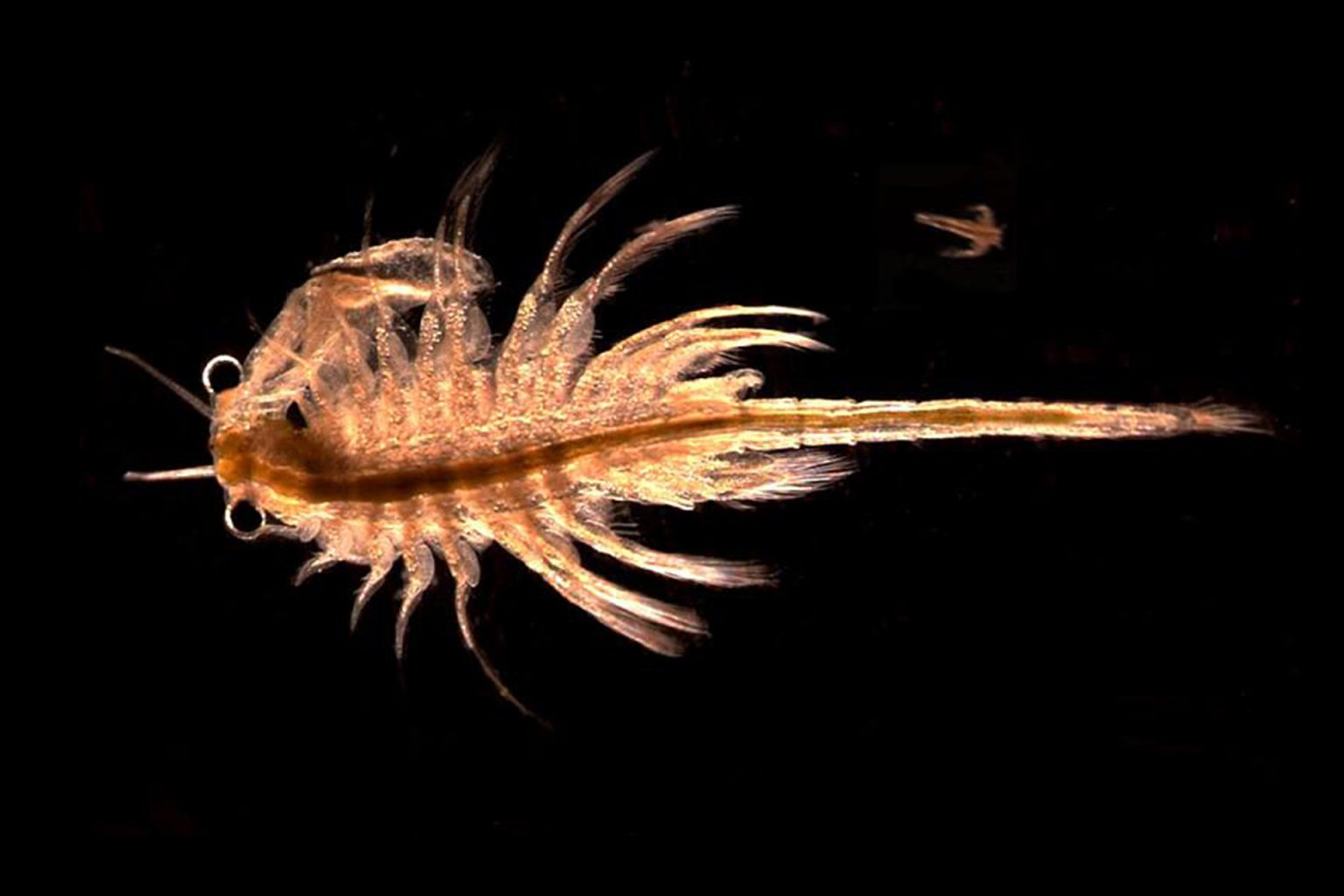 “الروبيان الملحي”.. كائن أرضي يمكن أن يعيش على المريخ دون مشكلة! | علوم