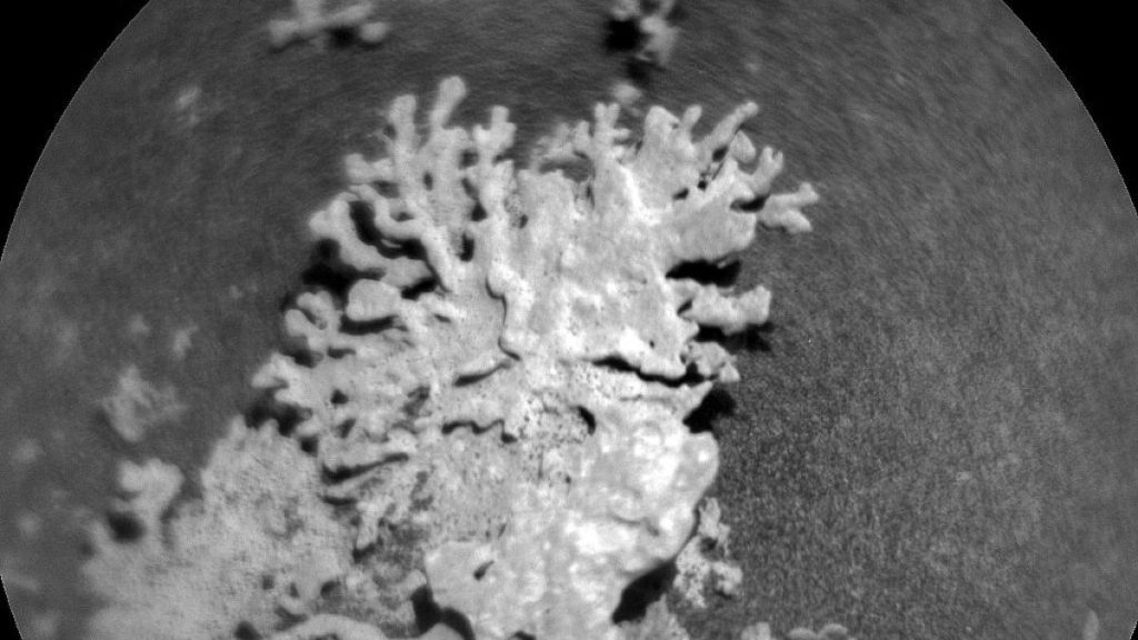 “شعاب مرجانية” على المريخ.. ما قصة الصورة المثيرة للمسبار “كيوريوسيتي”؟ | علوم