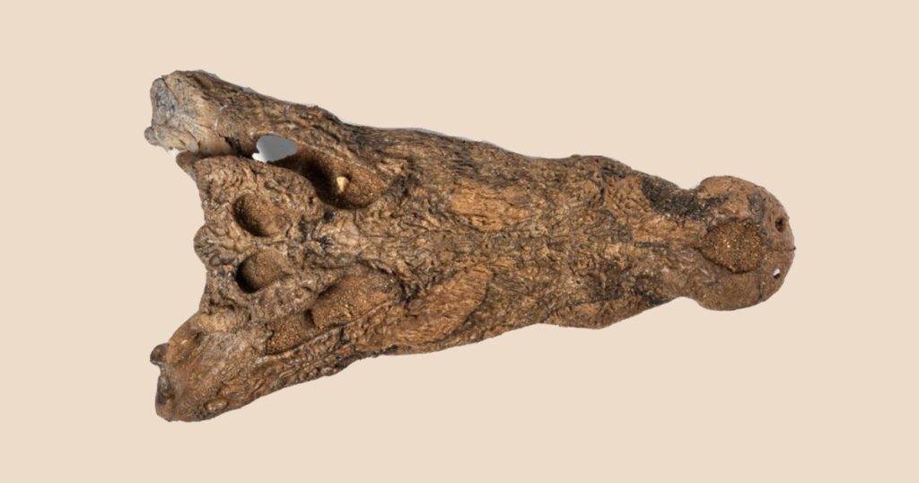 “تمساح السودان”.. اكتشاف نادر على نهر عطبرة عمره 90 ألف سنة | علوم