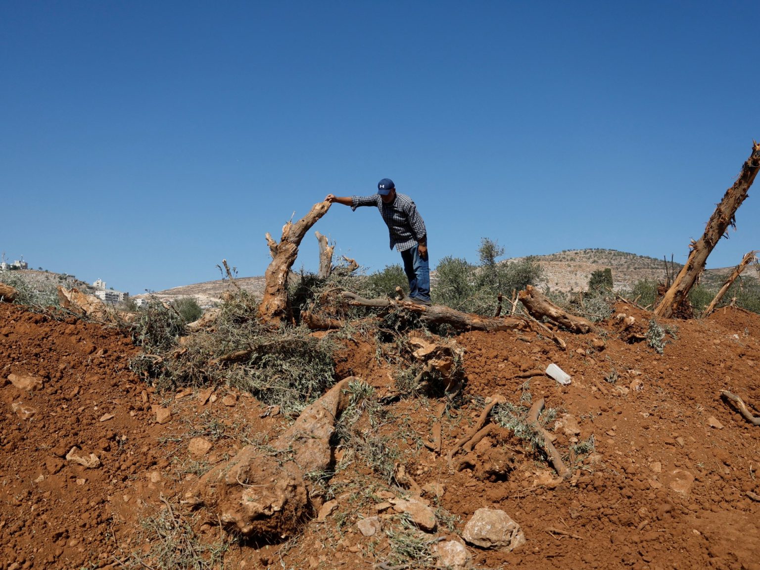 إسرائيل حاصرت قرية فلسطينية واقتلعت 10 آلاف شجرة زيتون