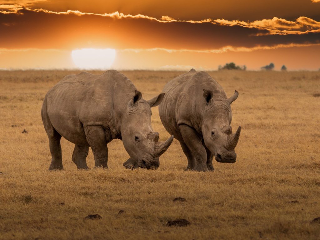 شبكة دولية لتهريب قرون وحيد القرن في قبضة الأمن بجنوب أفريقيا