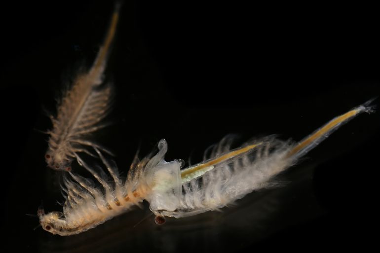 By © Hans Hillewaert, CC BY-SA 4.0, commons.wikimedia.org