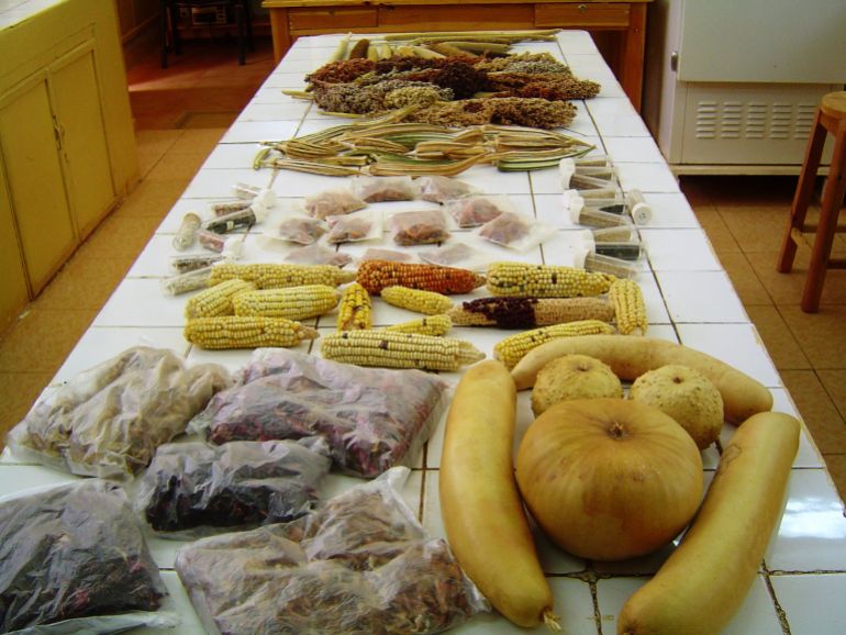 اتخذ الفريق قرارًا سريعًا وحاسمًا لحماية البذور من المزيد من التلف (هيئة البحوث الزراعية بالسودان)