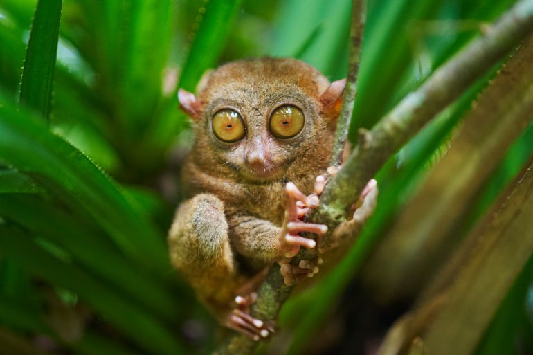 Philippines, Visayas islands, Bohol island, Primate Tarsier at Tarsier visitor center