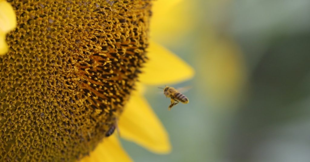 النحل الطنان يلعب: اكتشاف يغير نظرتنا إلى عقول الحشرات