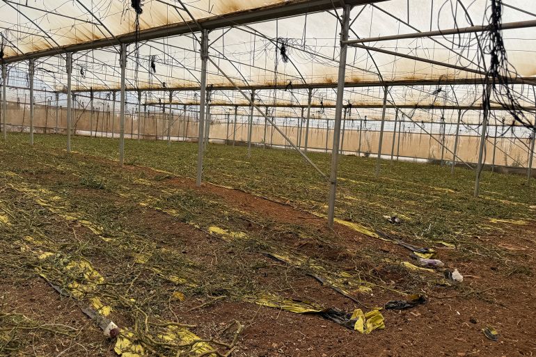 صورة لدفيئة تابعة للمزارع دياب أبو عامر قام باتلاف محصولها ليتلافى خسائر أكبر خلال قطفها