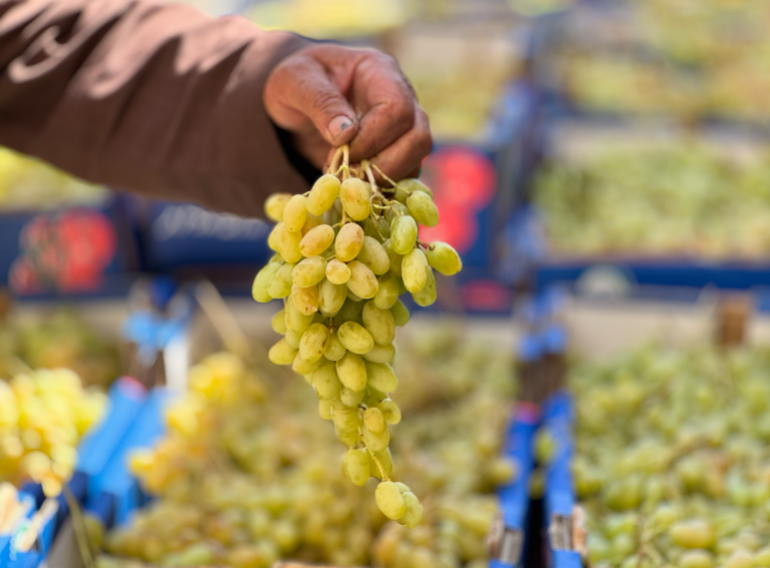 فلسطين، الخليل، حلحول، سوق الخضار - محصول العنب في حلحول يواجه أزمةً في التسويق بسبب التضييق على المزارعين في الوصول إلى كروم العنب، تصوير سلام أبوشرار - 3 سبتمبر 2025، خاص بالجزيرة نت.